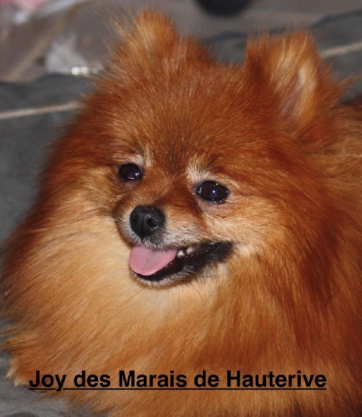 Joy Des Marais De Hauterive