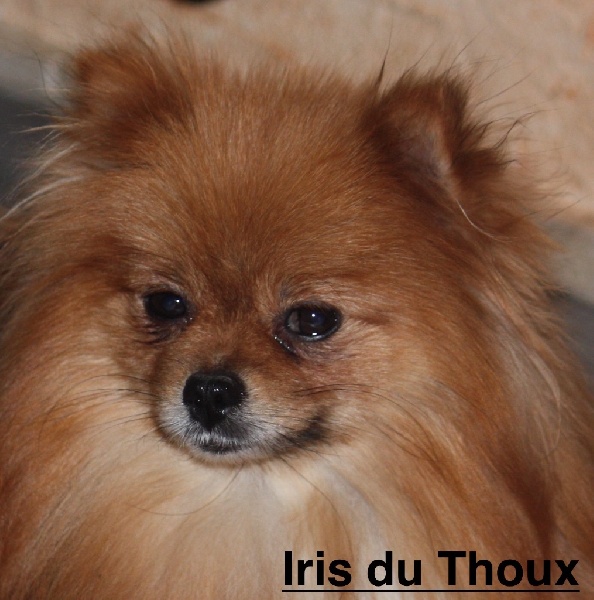 Iris du Thoux