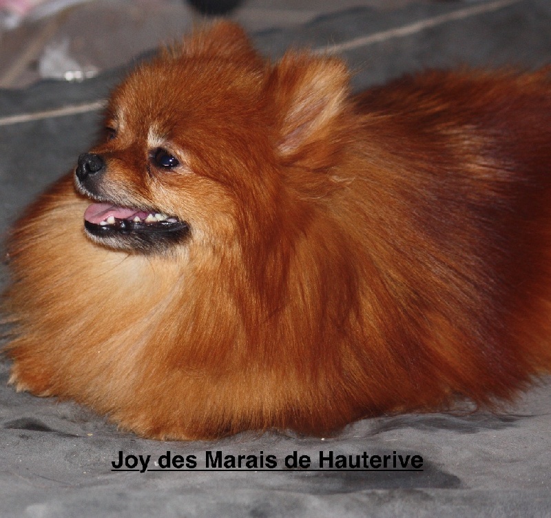 Joy Des Marais De Hauterive