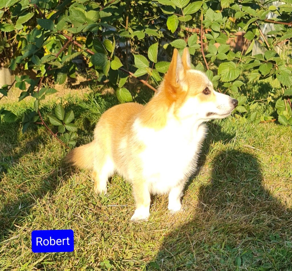 Robert Des Joyaux D'Elphie