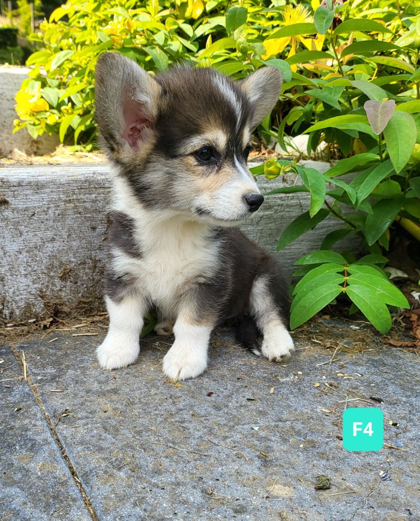 Du val des trois tilleuls - Chiots disponibles - Welsh Corgi Pembroke