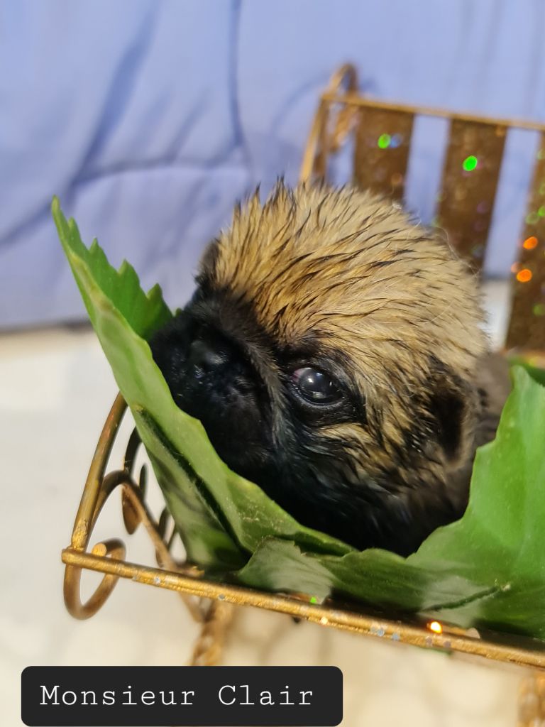 Du val des trois tilleuls - Carlin - Portée née le 29/07/2024